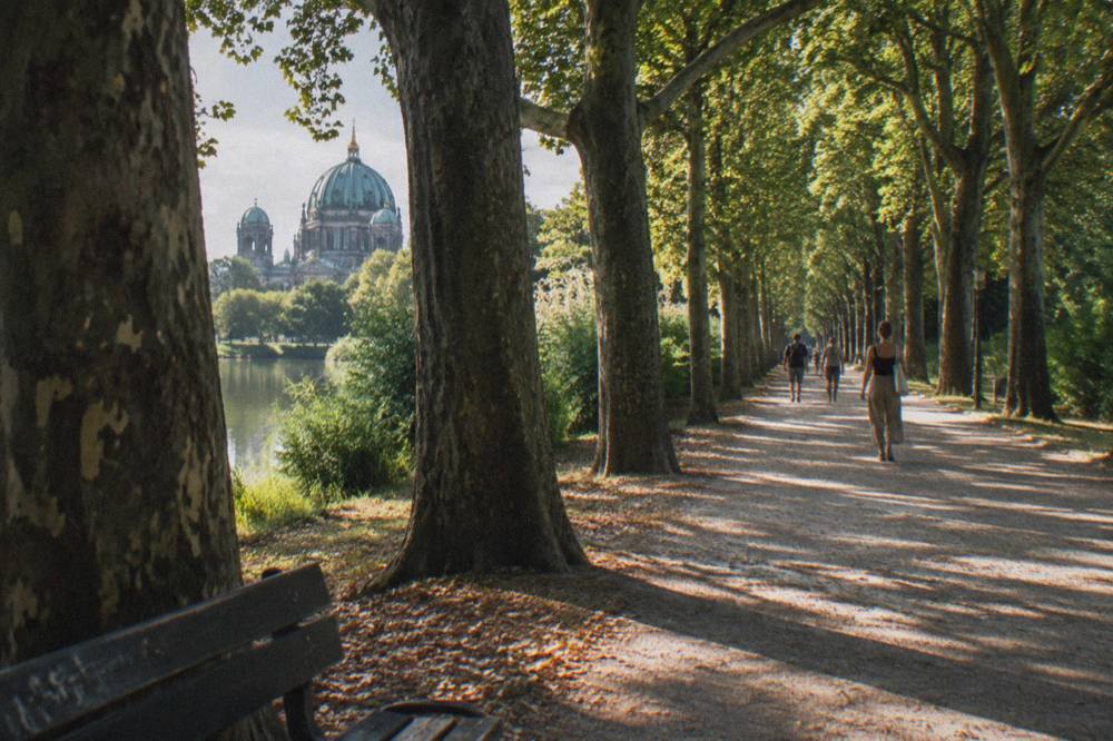Tree-lined gravel path in a large green park with dappled sunlight
